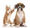 Pets & Pet Cares in All Cities